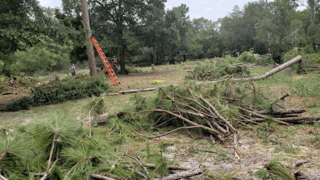 Tree Removal Nearby