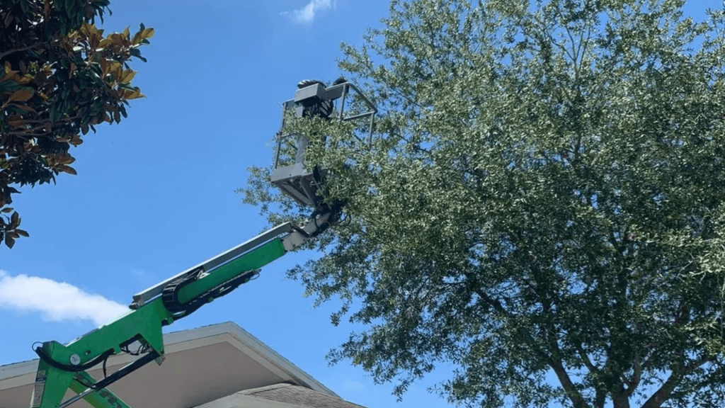 Tree Trimming