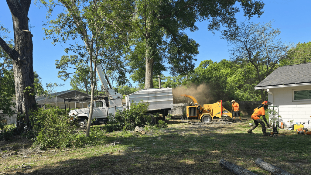 Tree Maintenance Near Me