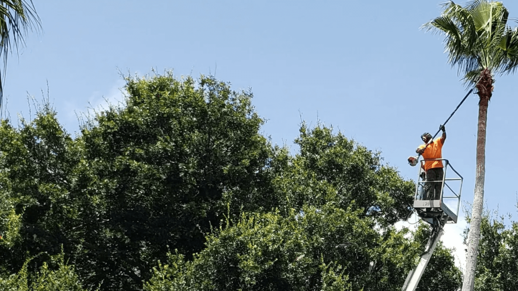 KEYS Tree Service Orlando