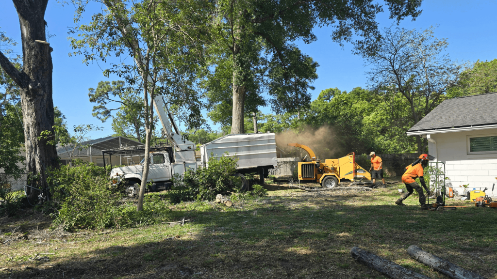 Tree Service Apopka