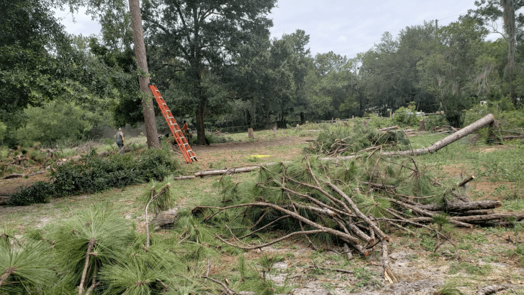 Tree Service Winter Garden