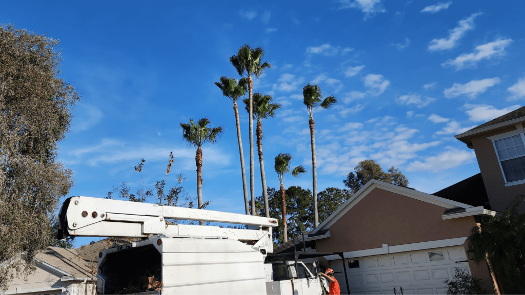 Tree Service Winter Garden