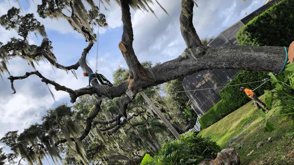 Blog KEYS Tree Trimming