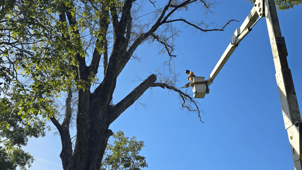 Tree Service Winter Park