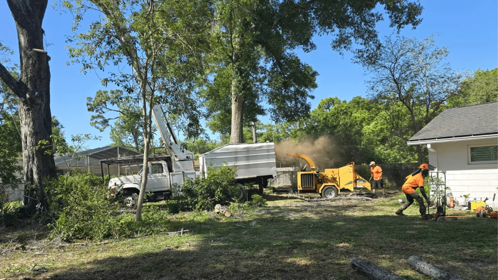 Tree Service Casselberry