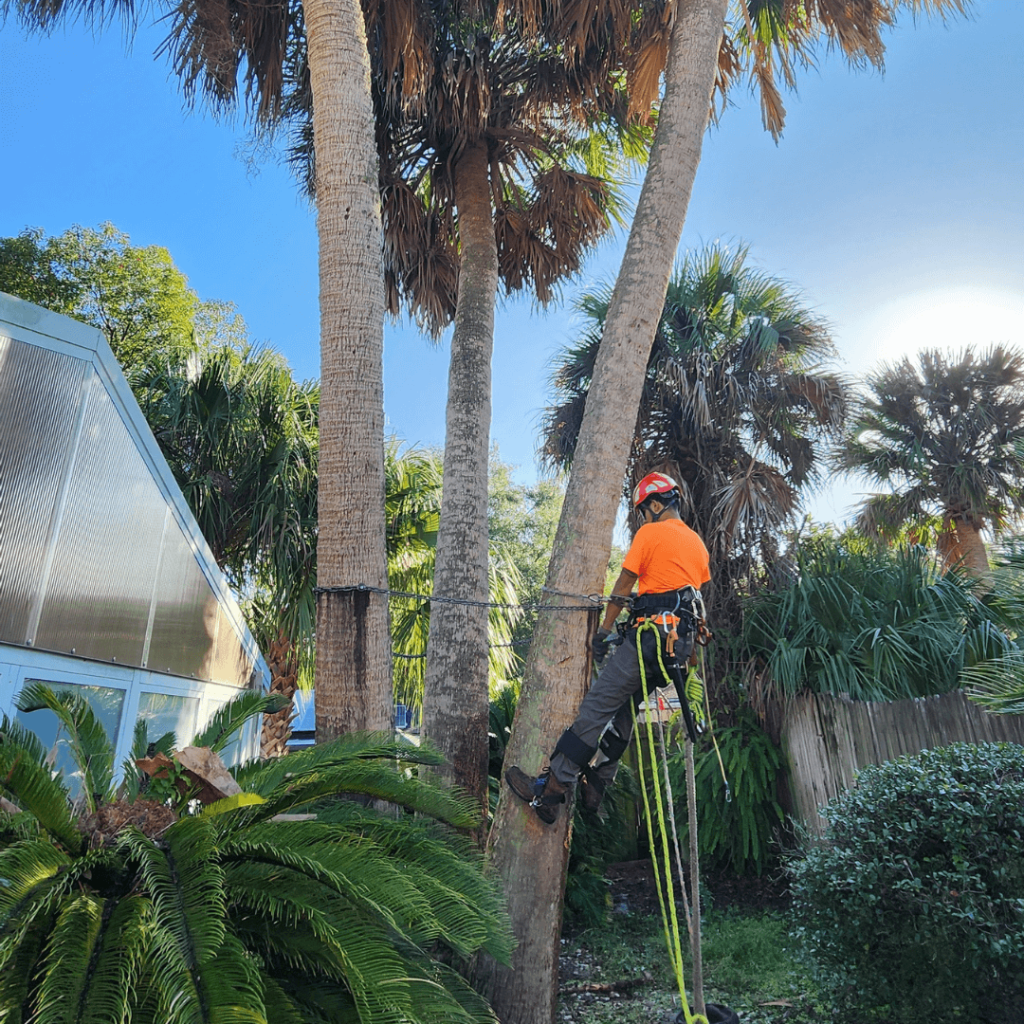 Palm Tree Removal in Orlando, FL