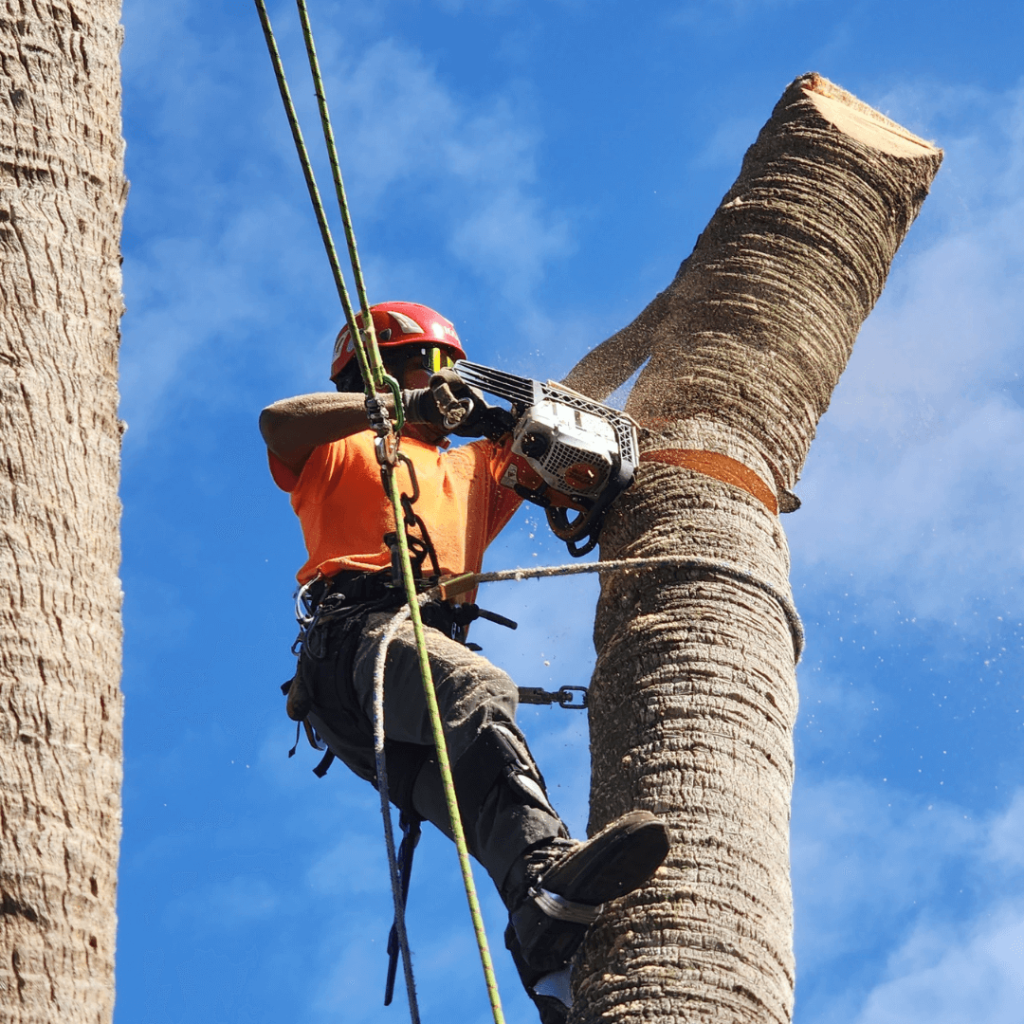 Palm Tree Removal