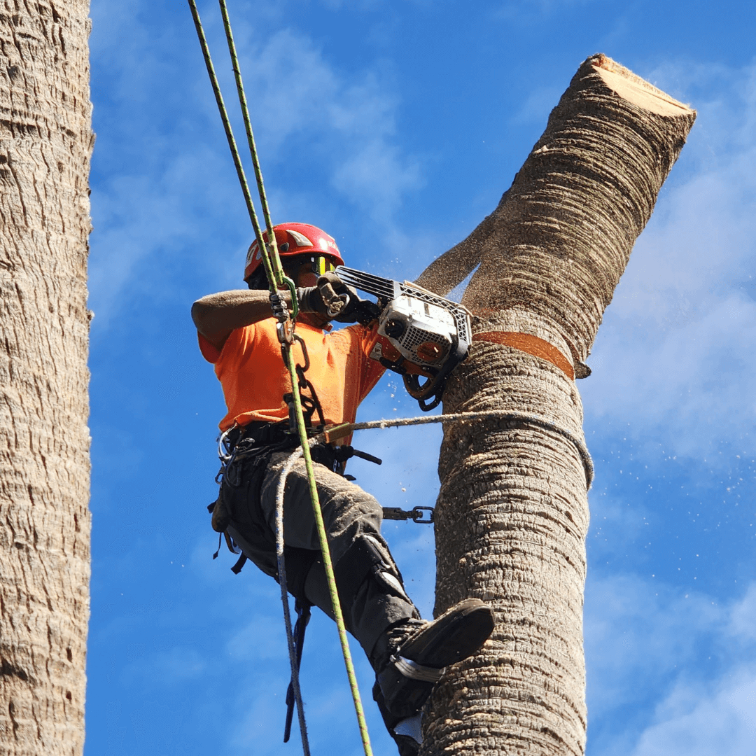 Affordable Tree Removal in Orlando, FL | KEYS Tree Trimming