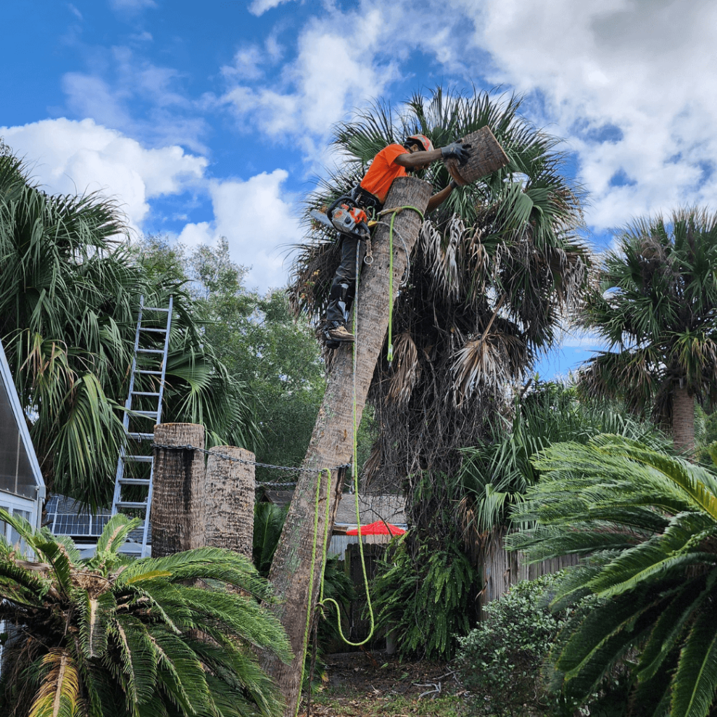 Palm Tree Removal