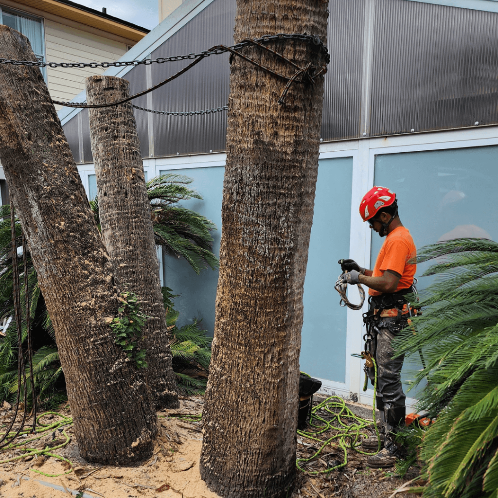 Palm Tree Trimming in Orlando, FL