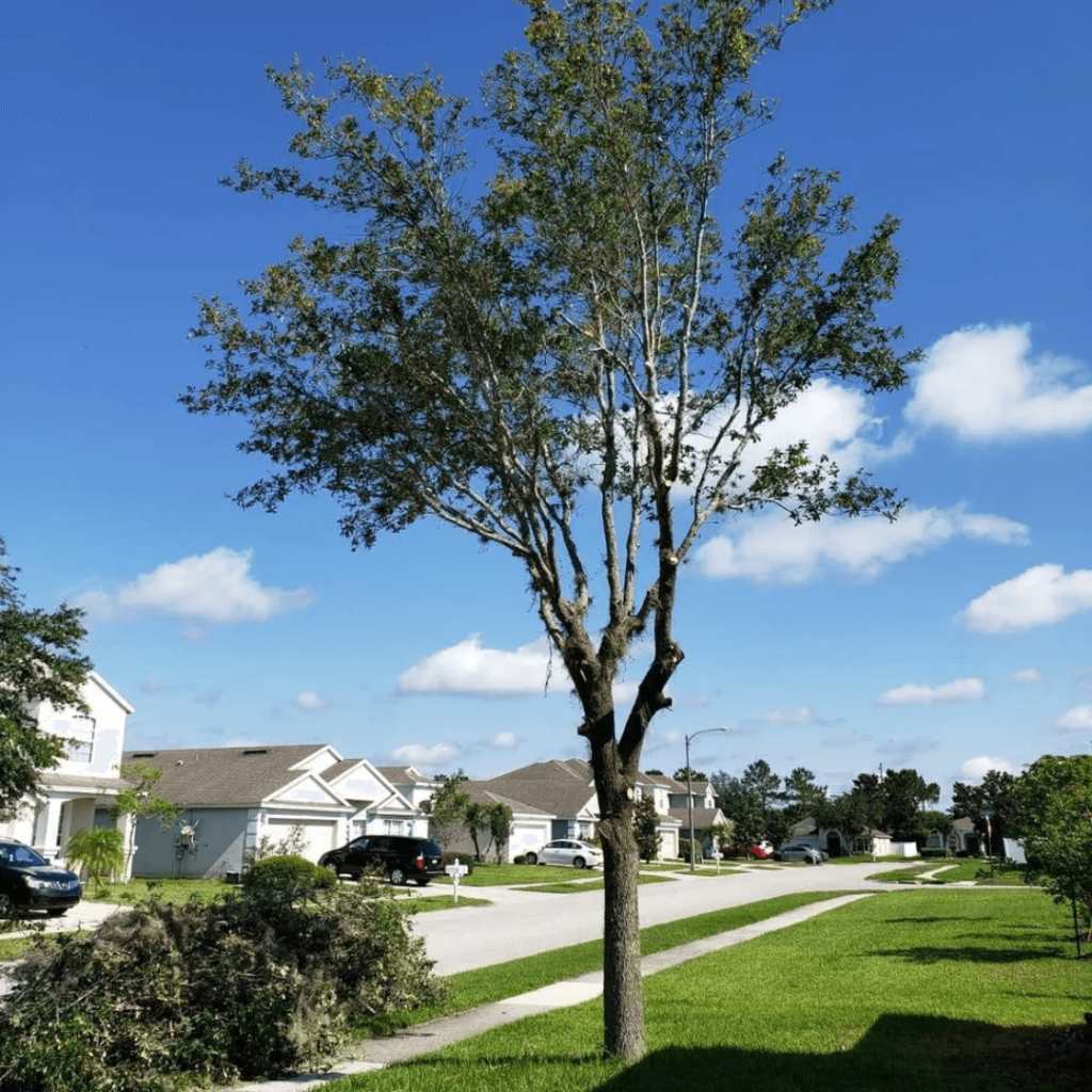 Tree Pruning