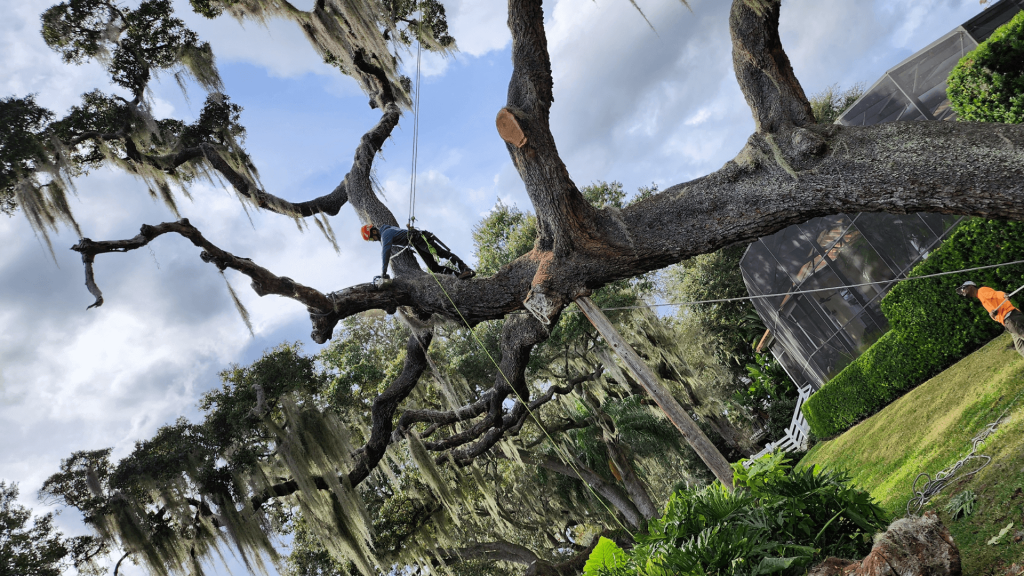 Tree Service Orlando