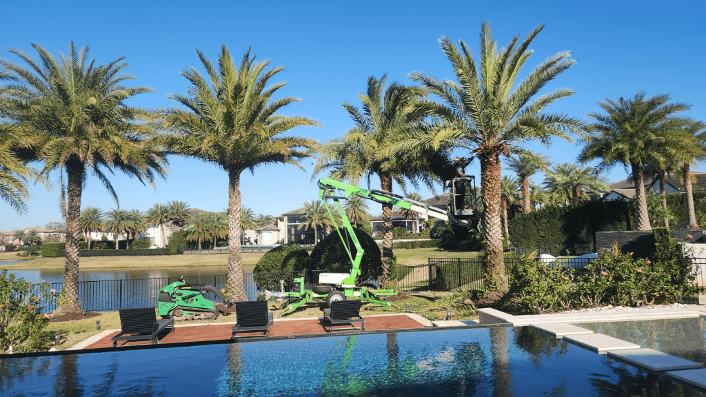 Tree Service in Orlando