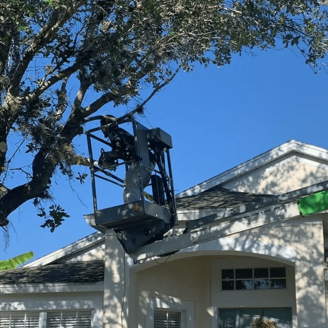 Tree Trimming in Orlando