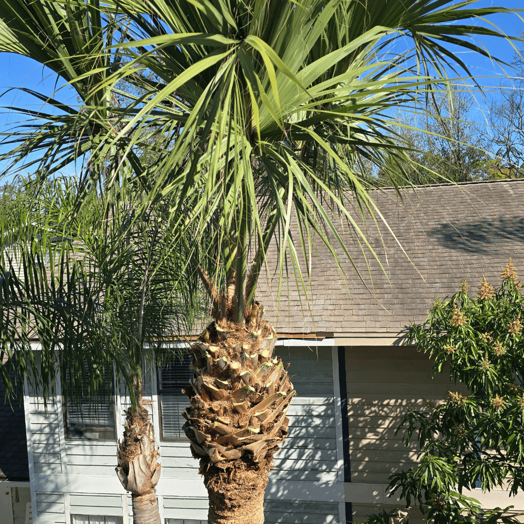 Palm Tree Service