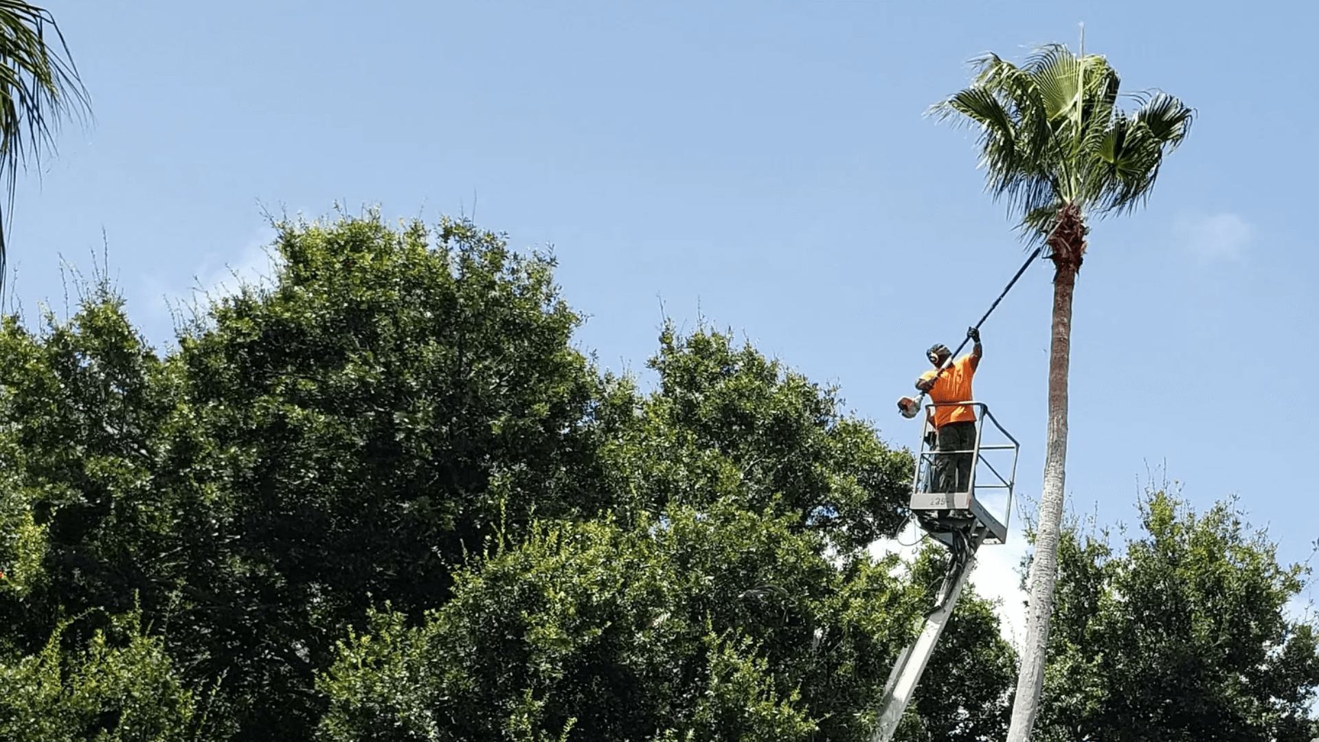 Tree Removal in Longwood FL | KEYS Tree Trimming - KEYS Tree Trimming