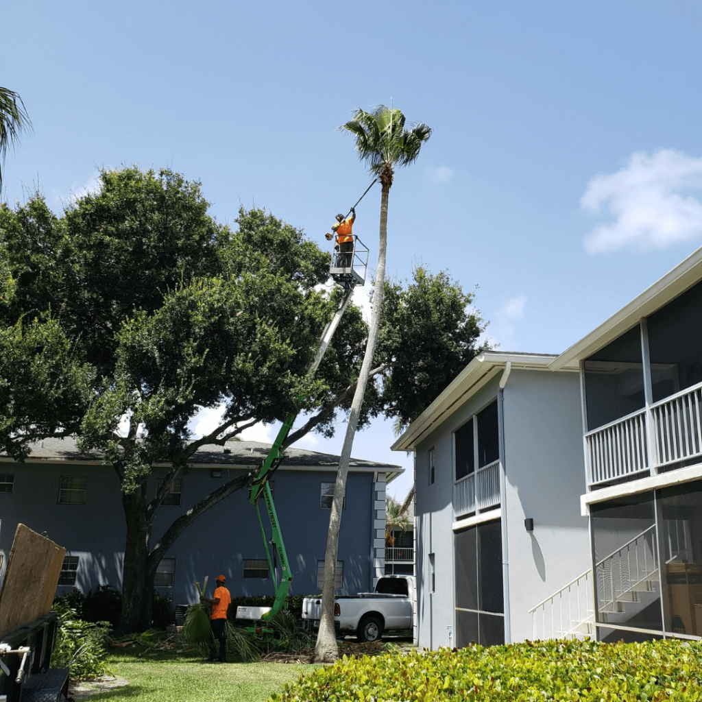 Palm Tree Service Altamonte Springs