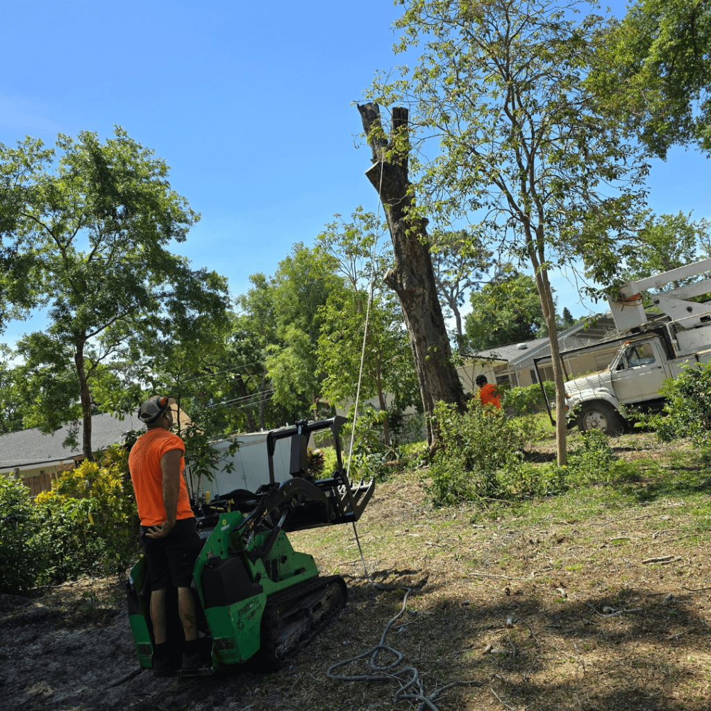 Tree Removal Apopka