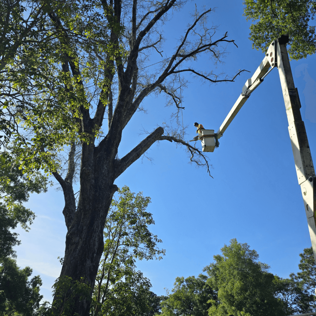 Tree Trimming Apopka