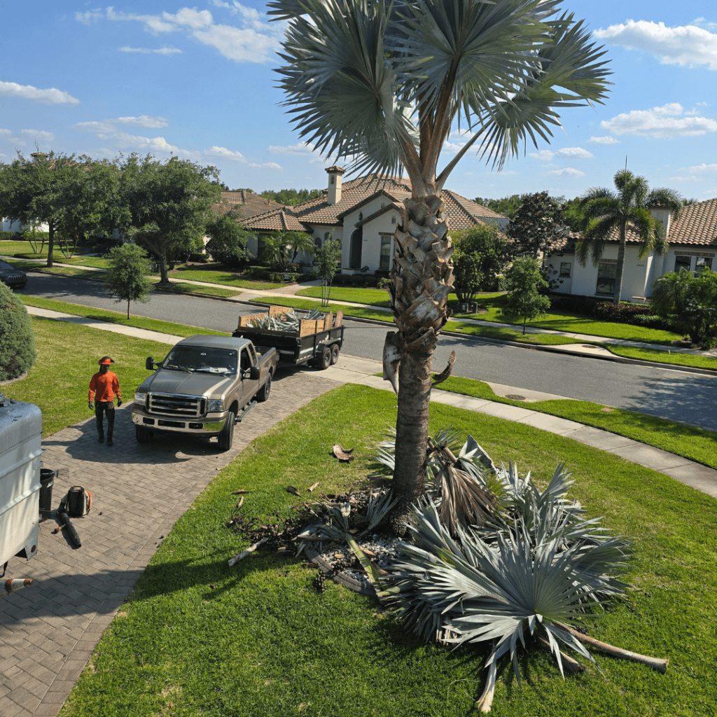 Palm Tree Triming Apopka