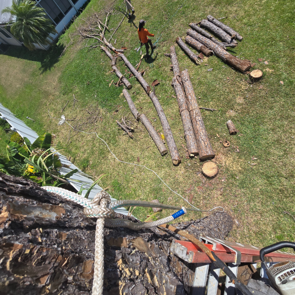 Large Tree Removal Apopka