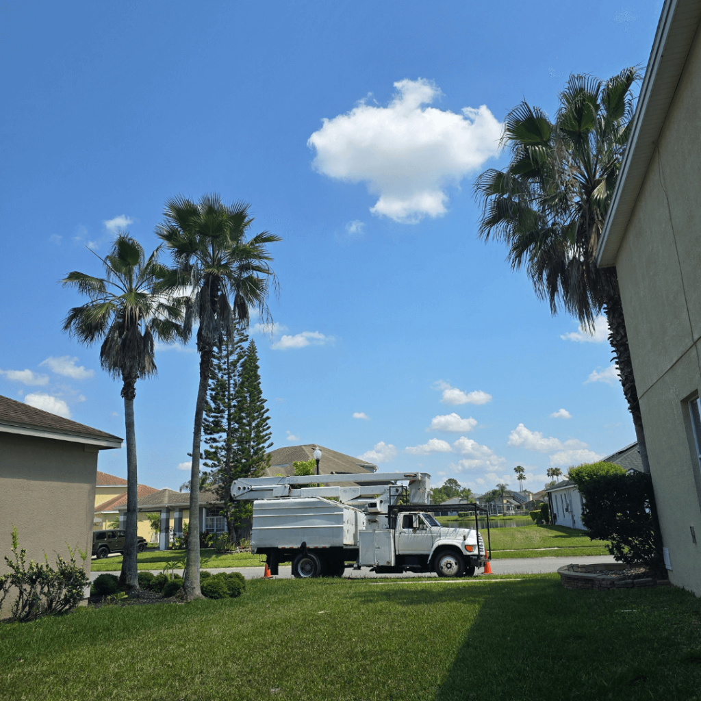 Palm Tree Service Maitland