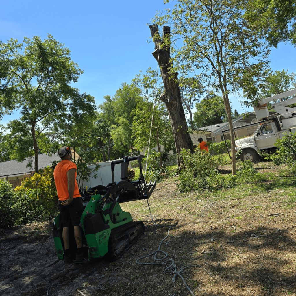 Tree Removal Maitland