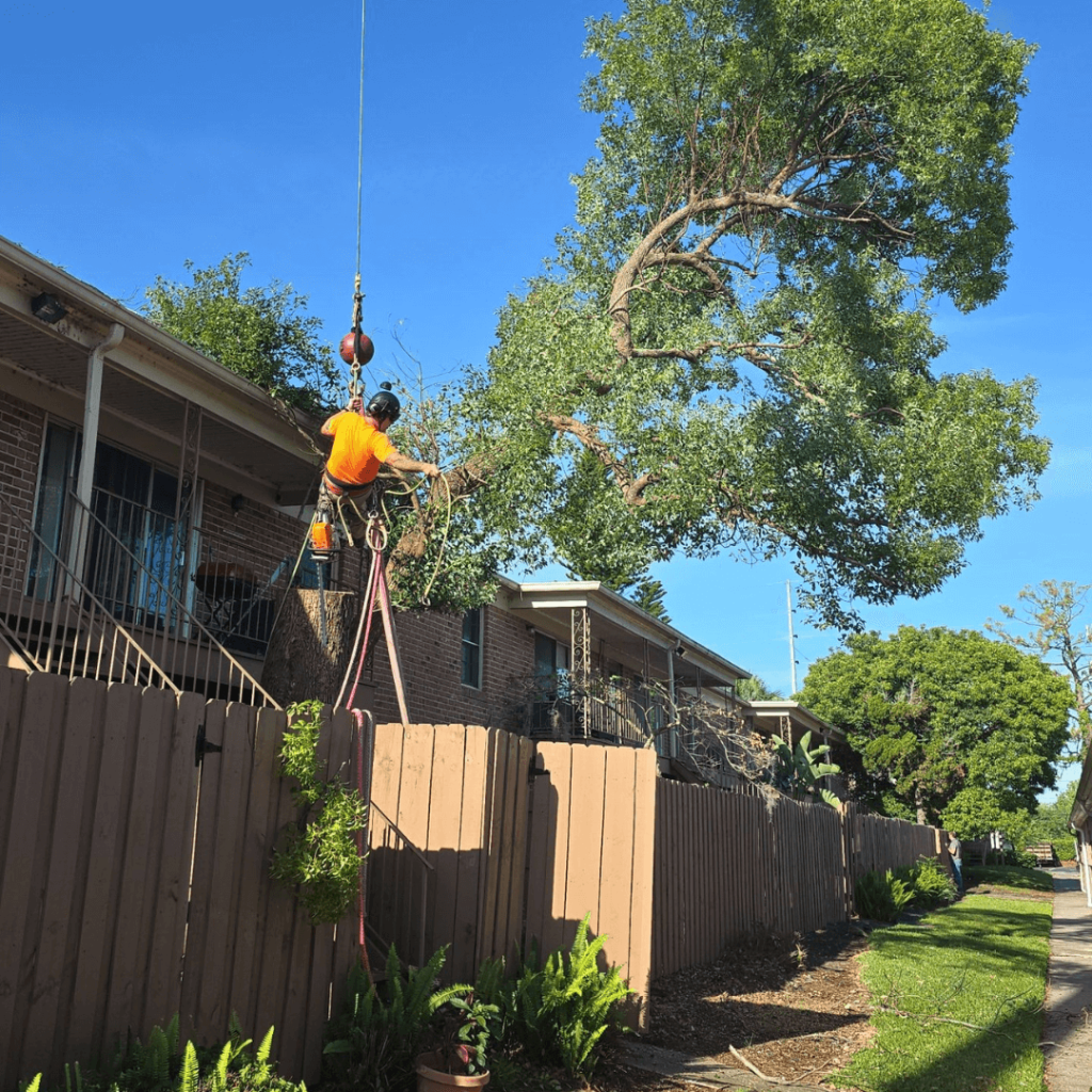 Tree Trimming Maitland