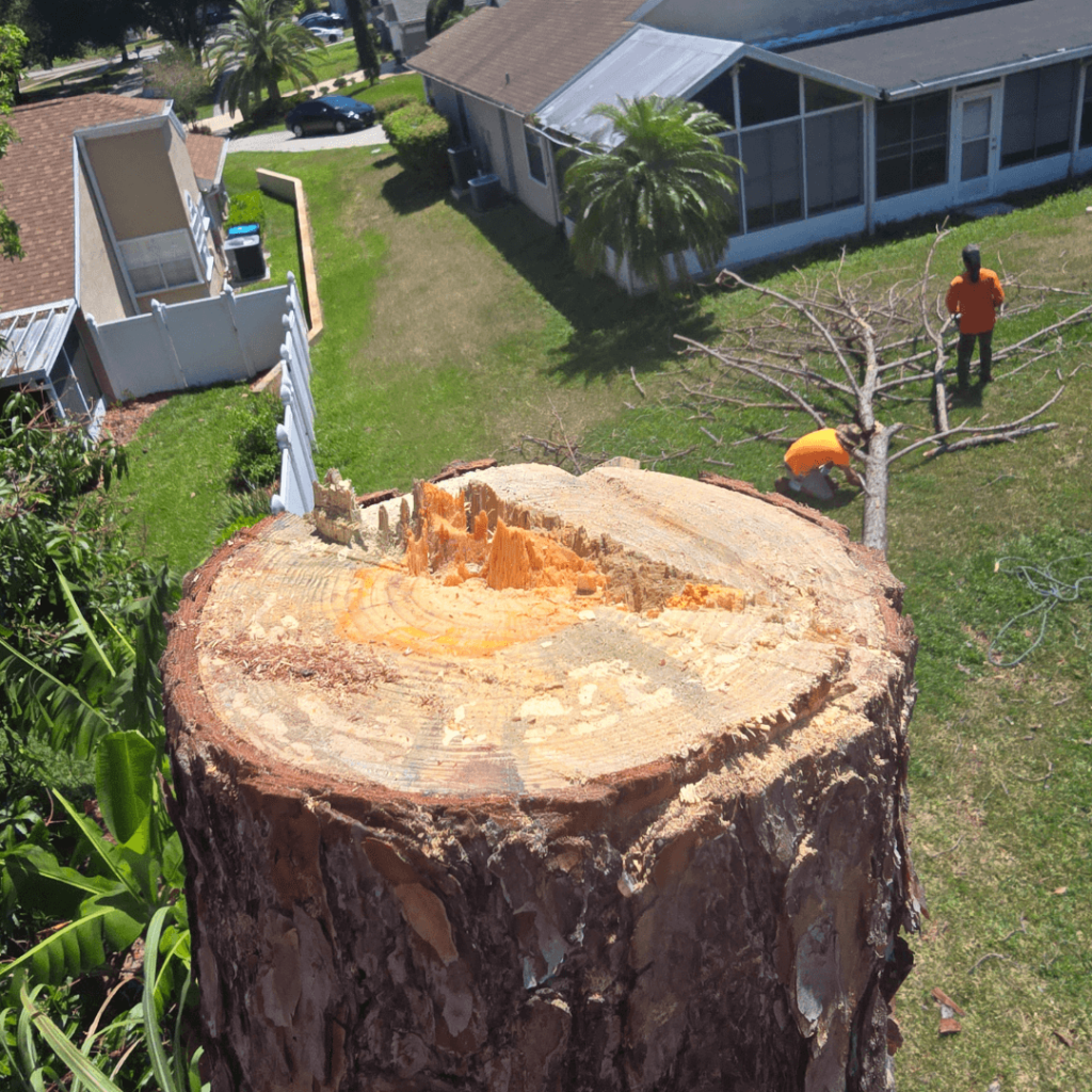 Large Tree Removal Maitland