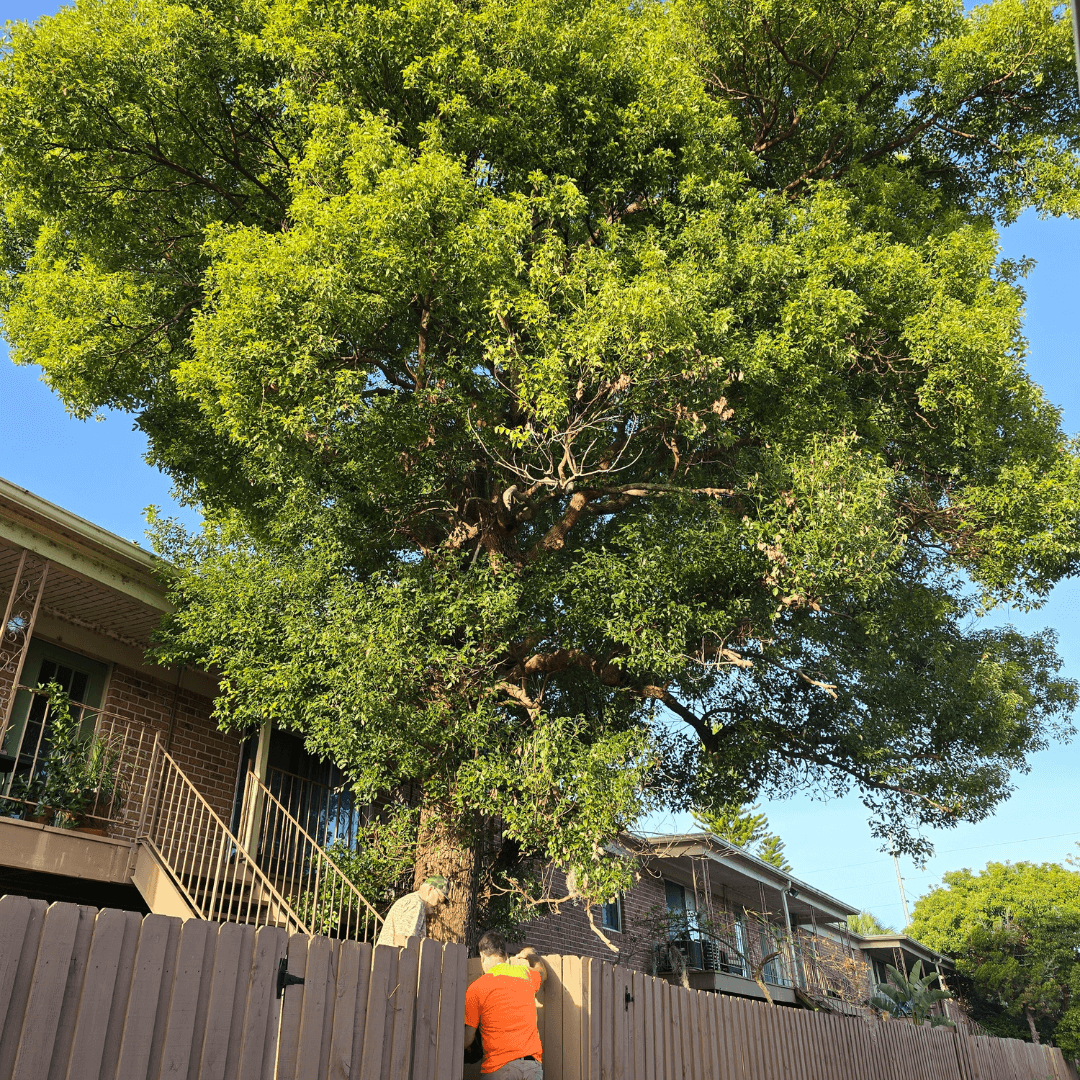 Tree Service in Winter Garden, FL | KEYS Tree Trimming