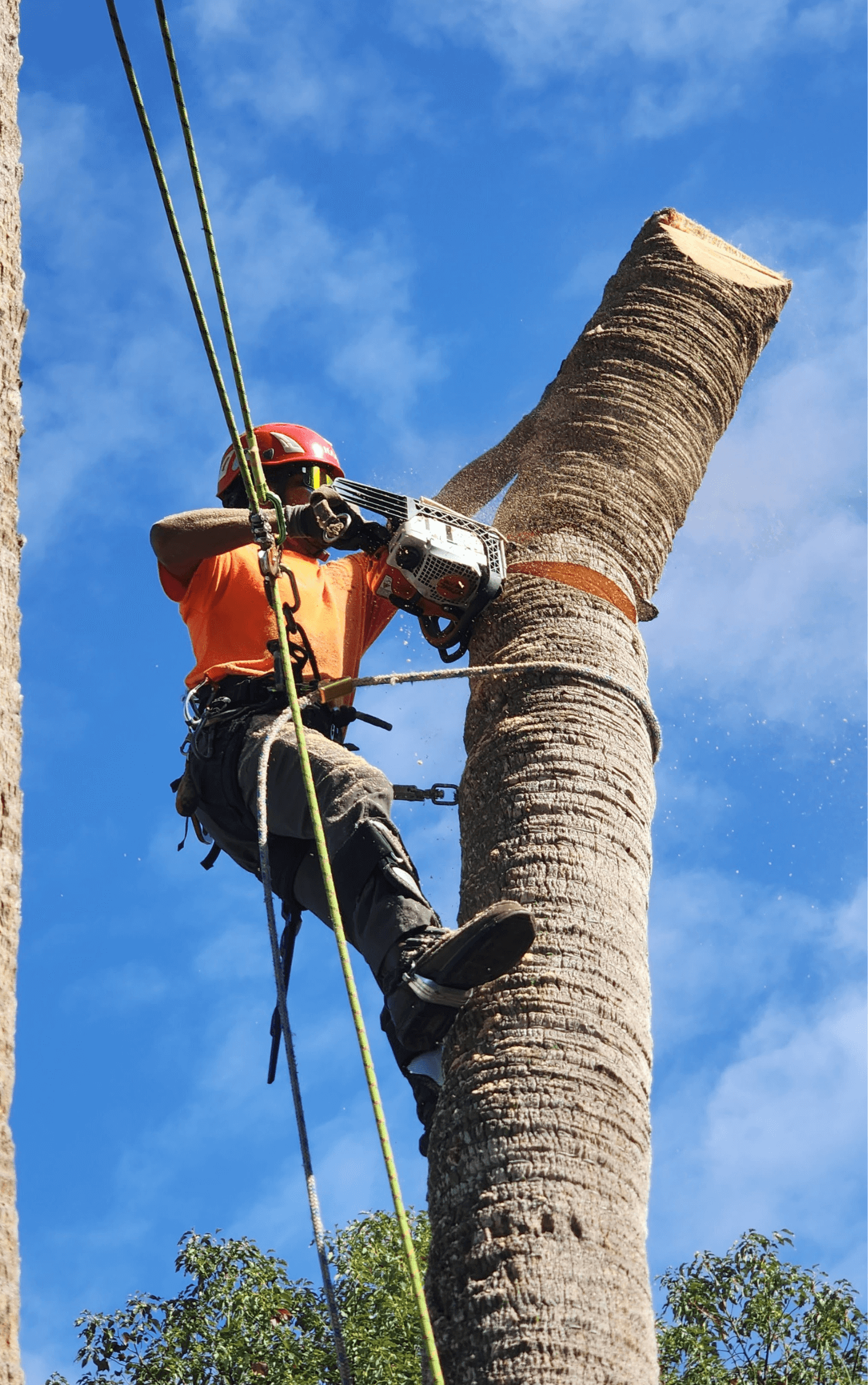 Tree Removal Winter Park