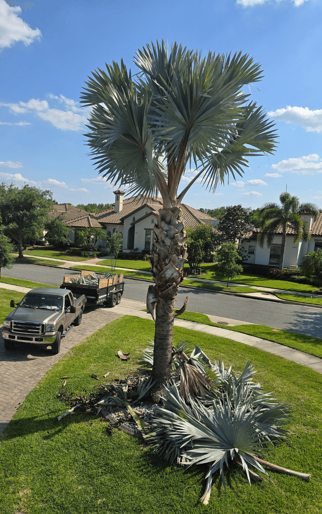 Tree Trimming and Pruning Winter Park