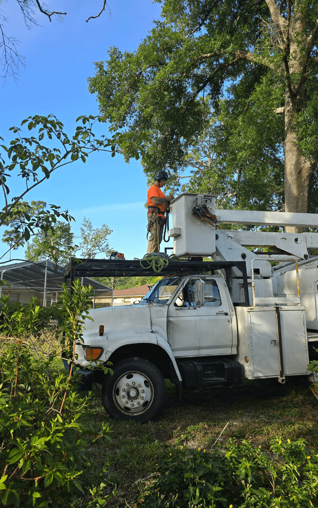 Tree Care Winter Park