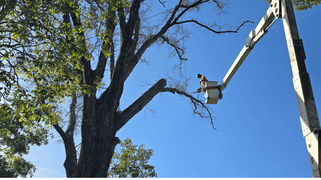 Tree Limb Removal